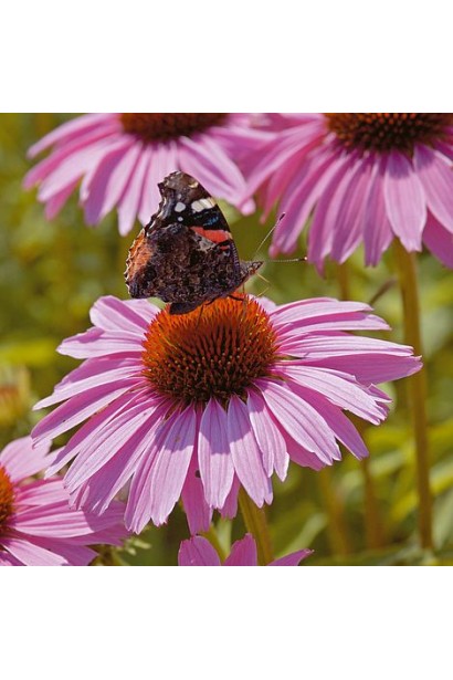 Echinacea purpurea ’Pink’